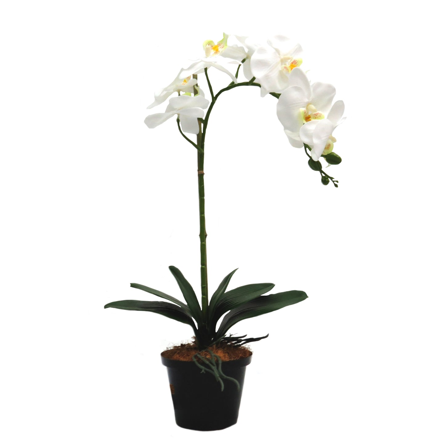 White Phalaenopsis Orchid in Pot