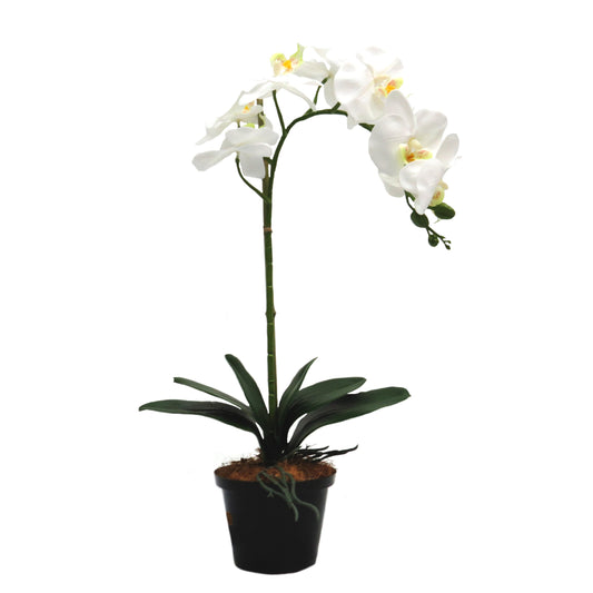 White Phalaenopsis Orchid in Pot