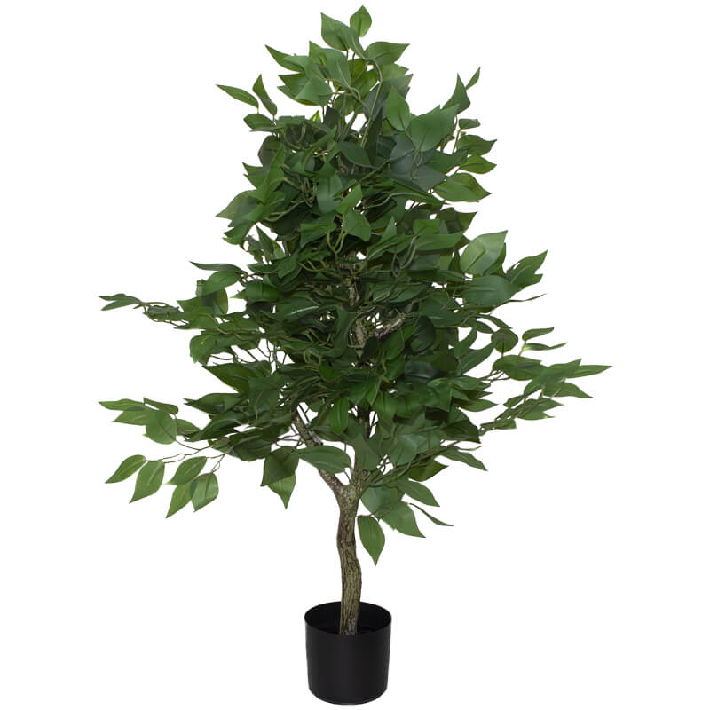 Ficus Tree in Pot Transnatal