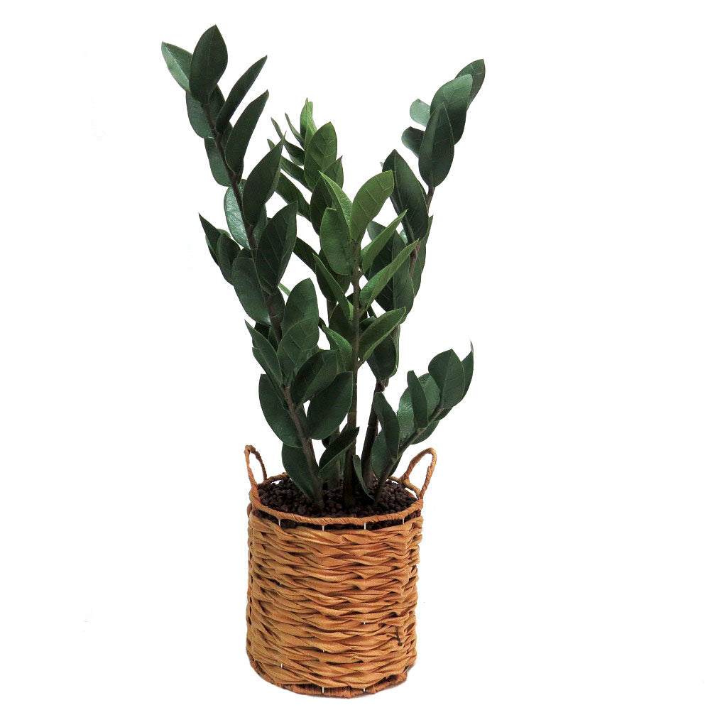 Zamioculcas Plant CARLY THELLA INTERIOR DECOR