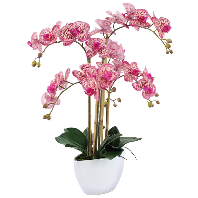 Daisia Elegant Pink Orchid Arrangement Trans Natal