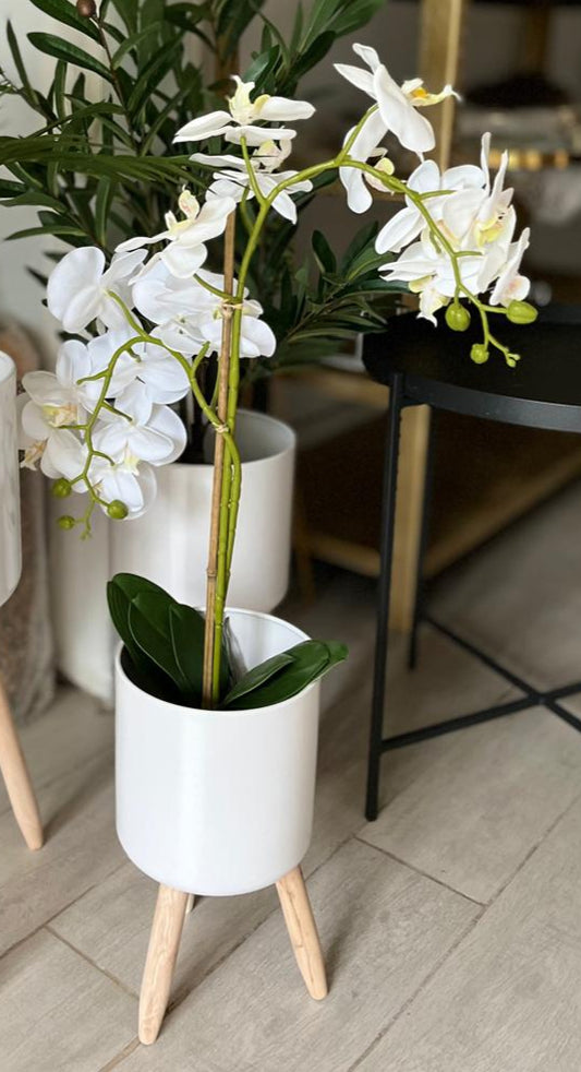 White Phalaenopsis Orchid in Pot