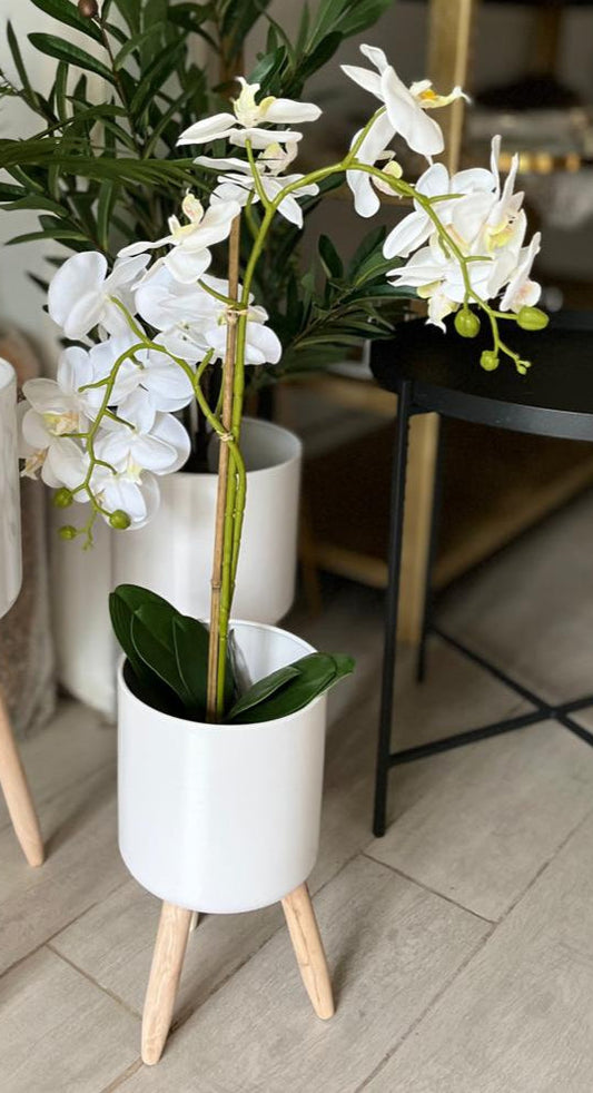 White Phalaenopsis Orchid in Pot Trans Natal
