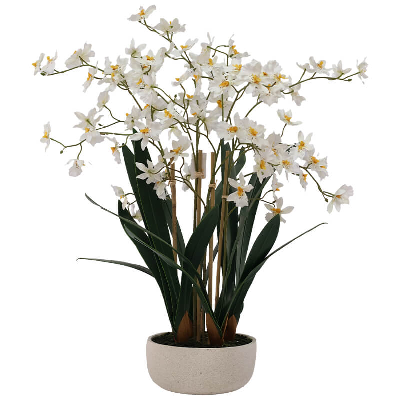 White Oncidium in White Ceramic Pot Trans Natal