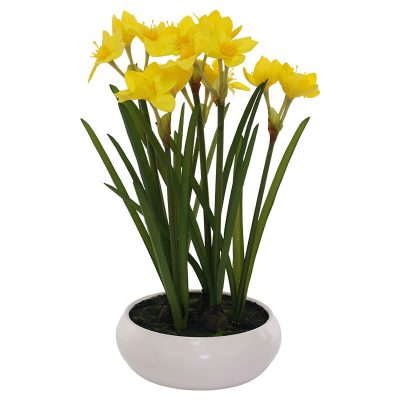 Yellow Daffodil in Ceramic Pot Trans Natal