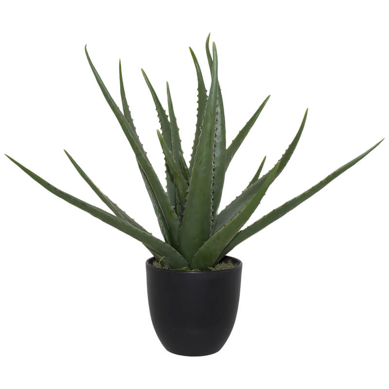 Aloe In Pot