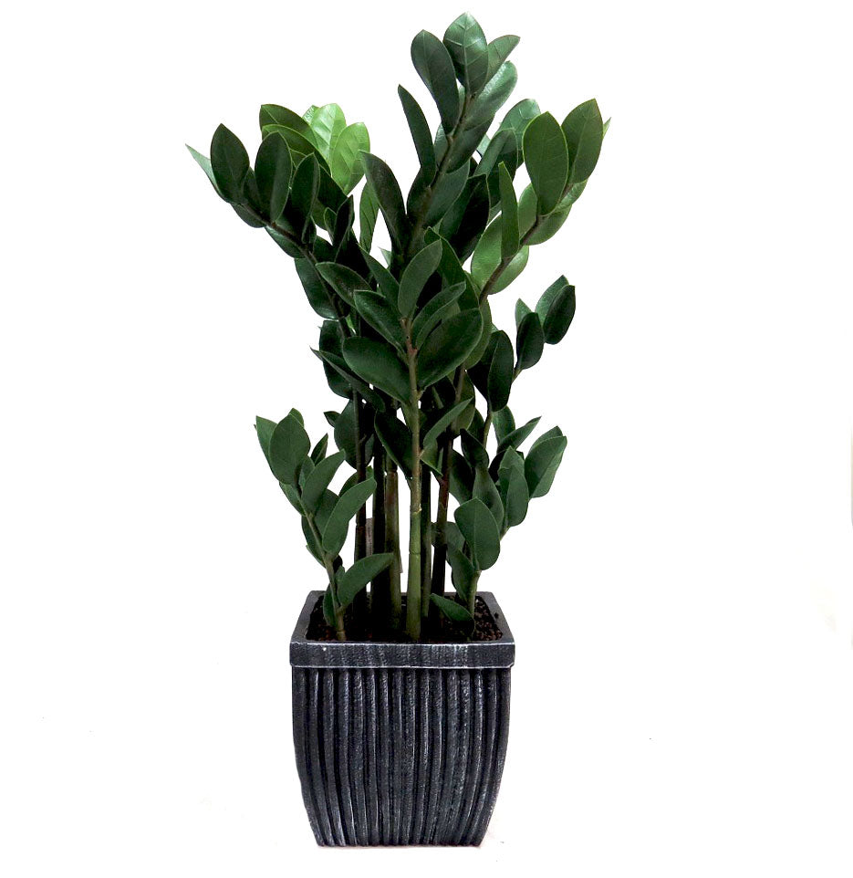 Zamioculcas zamiifolia Plant