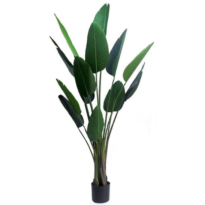 Strelitzia Plant - Long