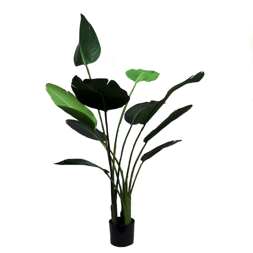 Strelitzia Plant -Medium