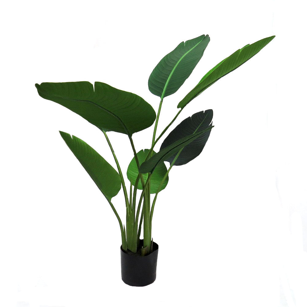 Strelitzia Plant -Medium