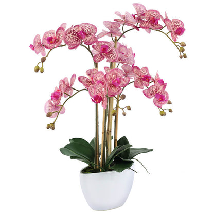 Daisia Elegant Pink Orchid Arrangement