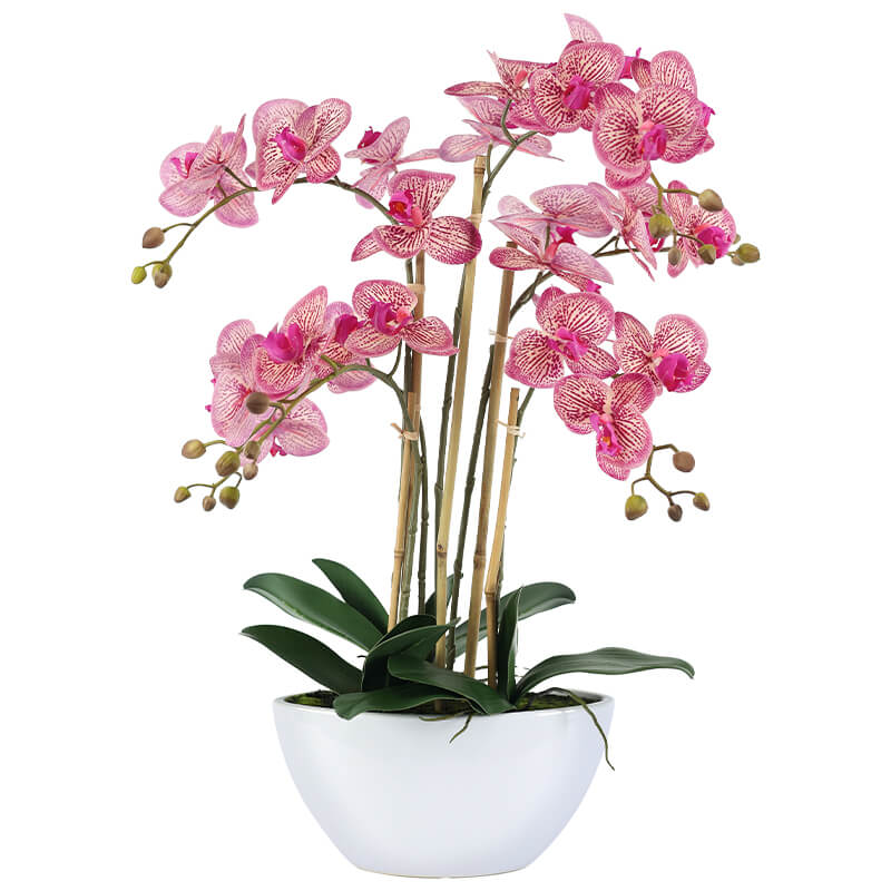 Daisia Elegant Pink Orchid Arrangement