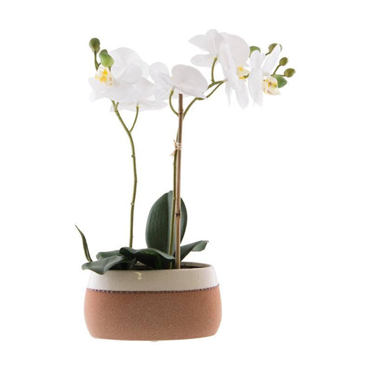 White Orchid Plant - Carly Thella Interior