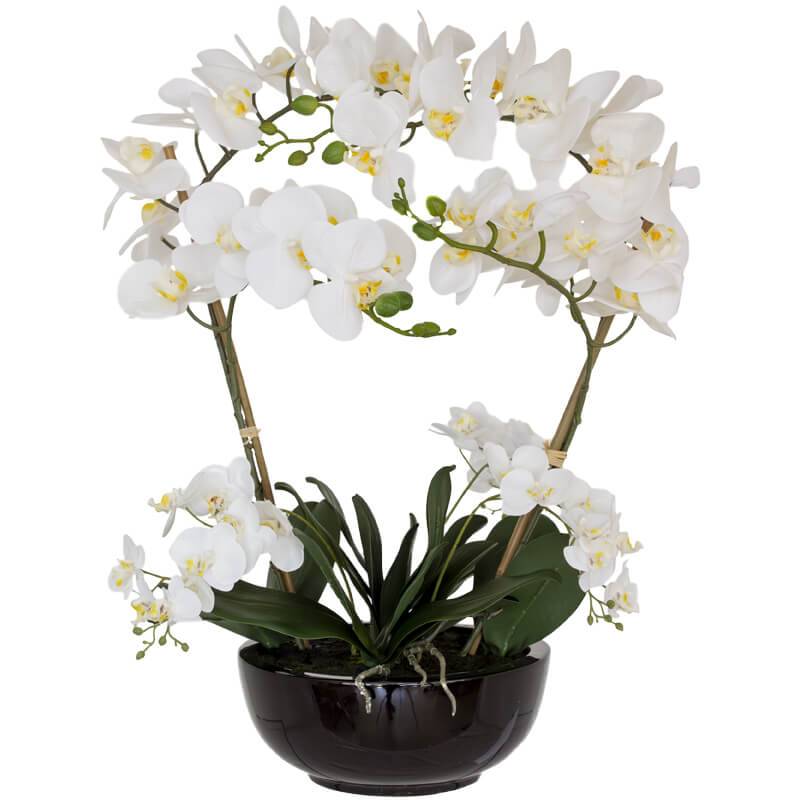 White Orchid Plant - Carly Thella Interior