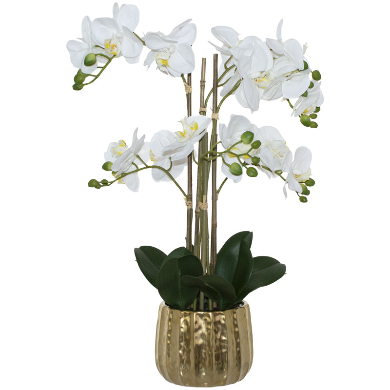 White Orchid in Gold Pot