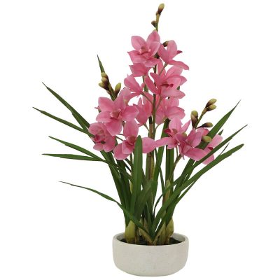 Pink Cymbidium in White Ceramic Pot Trans Natal