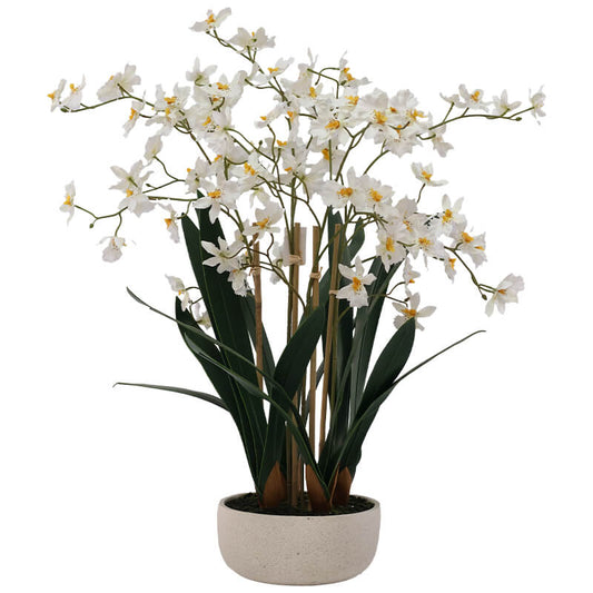 White Oncidium in White Ceramic Pot Trans Natal