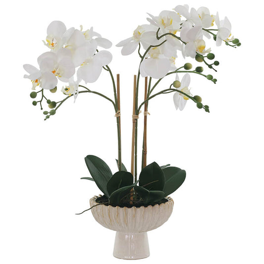 White Real Touch Orchid in Footed Ceramic Pot Trans Natal