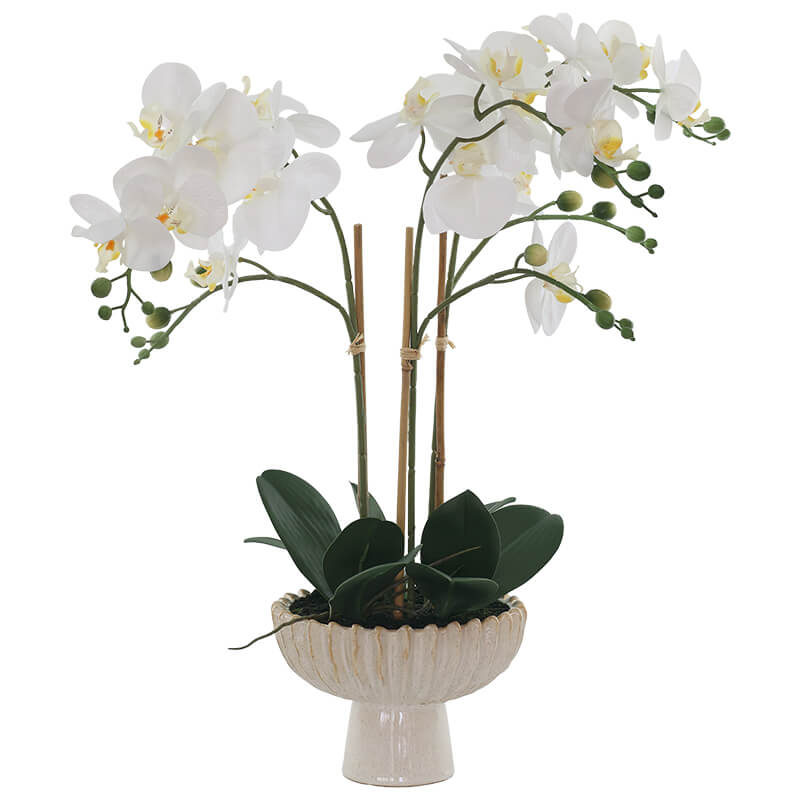 White Real Touch Orchid in Footed Ceramic Pot Trans Natal