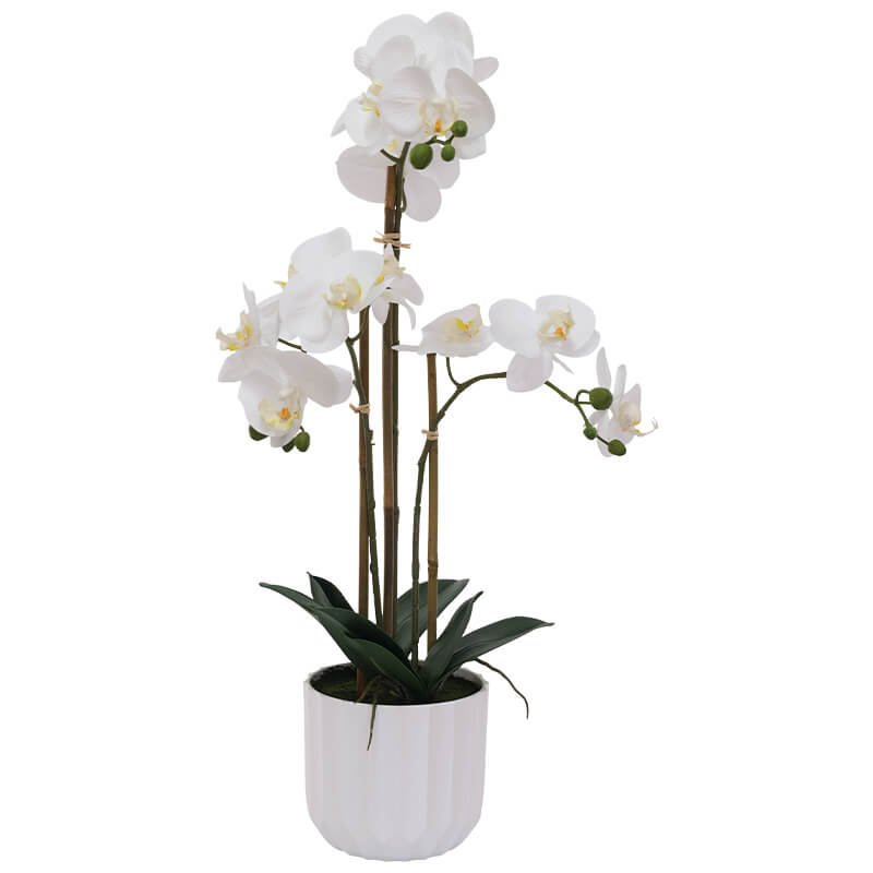 White Orchid in White Facet Pot Trans Natal