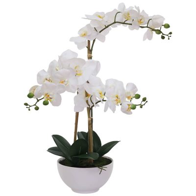 Premium Real Touch White Orchid in Ceramic Pot Trans Natal