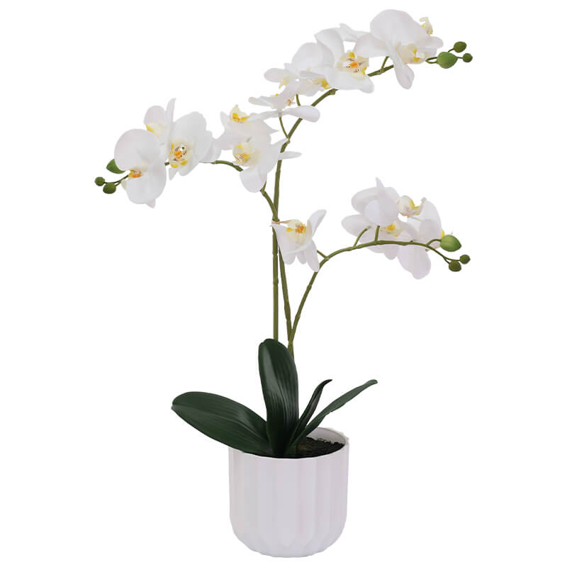 White Orchid in White Facet Pot Trans Natal